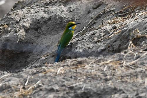 Guêpier à queue d'aronde