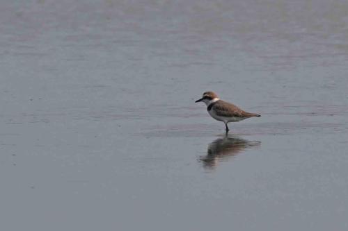 Pluvier à collier interrompu