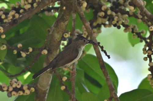 Yuhina à tête marron