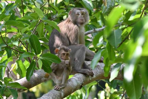 Macaques de Birmanie