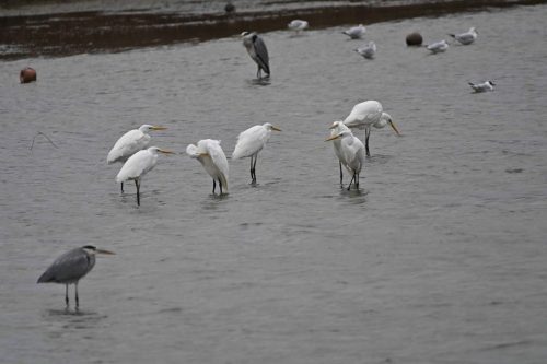 Grandes aigrettes et hérons cendrés