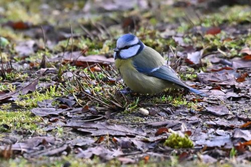 Mésange bleue