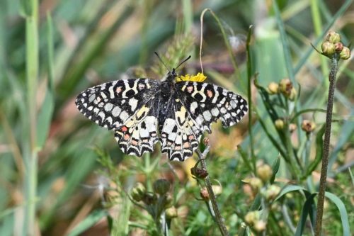Proserpine (Zerynthia rumina)