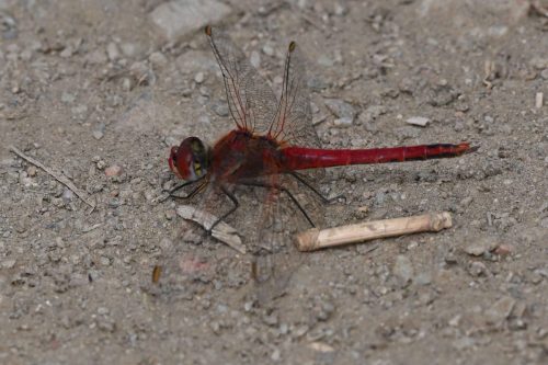 Sympétrum à nervures rouges (Sympetrum fonscolombii)
