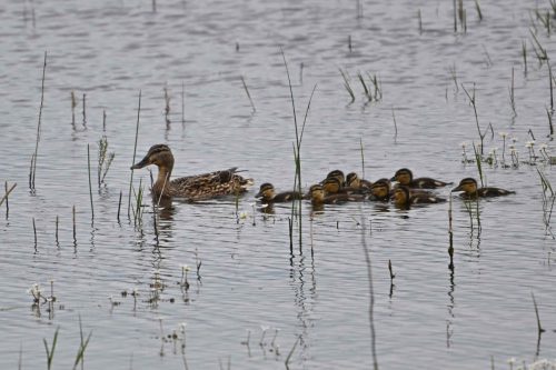 Canards colverts