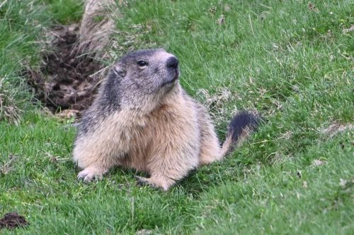 Marmotte