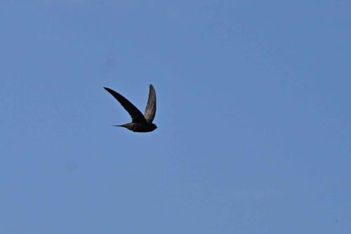 Martinet noir