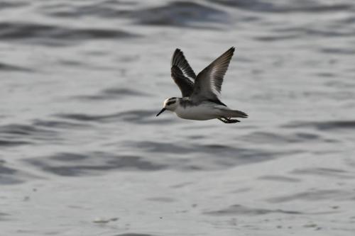 Phalarope à bec large