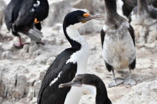 Cormorans impériaux