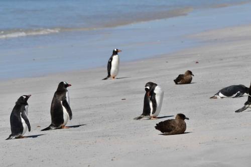 Manchots papous et labbes antarctiques
