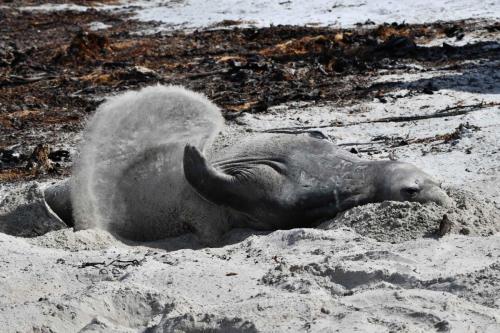 Pour se rafraichir, ils se jettent du sable sur le dos