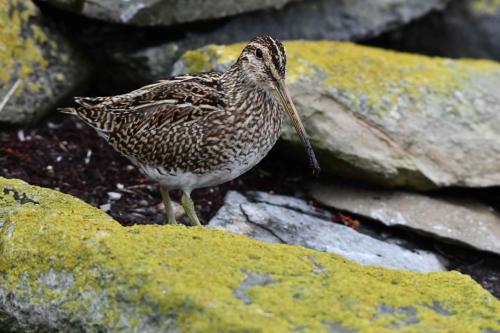 Bécassine de Magellan