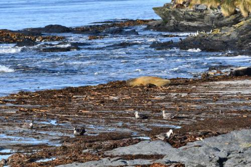 Eléphants de mer et Pétrels géants