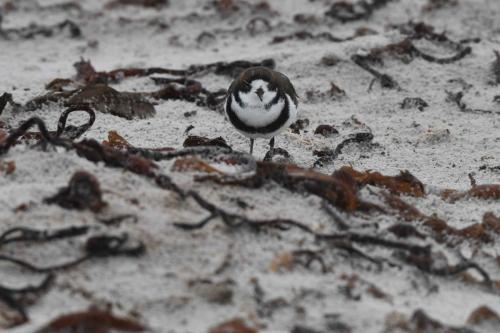 Gravelot des Falkland