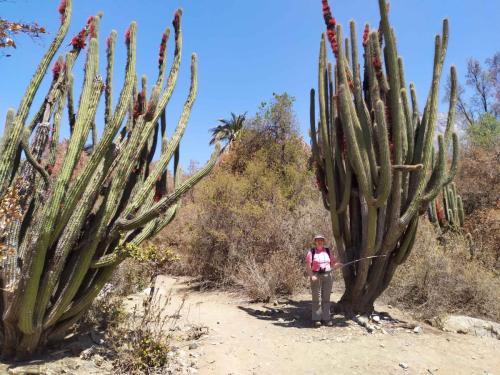 Cactus (Echinopsis chiloensis)