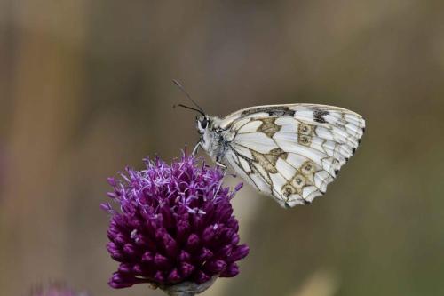 Demi-Deuil (Melanargia galathea)