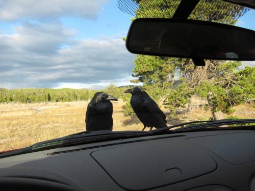 Grands corbeaux gentiment installés sur le capot de notre voiture !