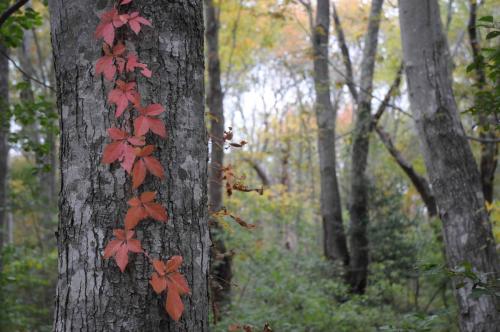 Norman bird sanctuary (Rhode island)