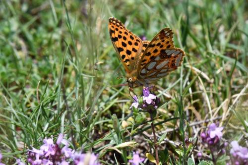 Petit nacré (Issoria lathonia)