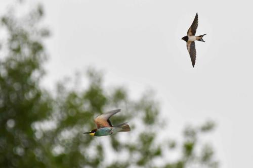 Guêpier d'Europe et Hirondelle rustique