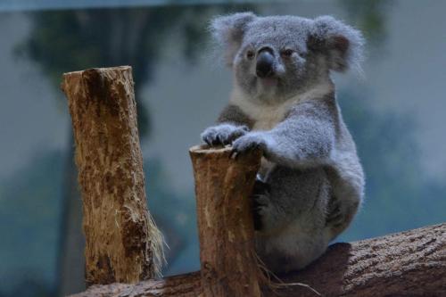 Koala