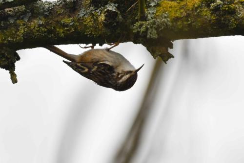 Grimpereau des jardins