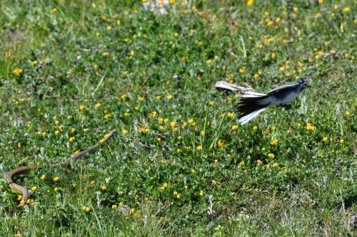 Bergeronnette grise et couleuvre ?