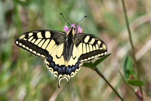 Machaon