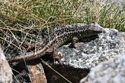Lézard vert ibérique  (Lacerta schreiberi)