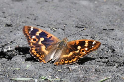 Petit Mars changeant