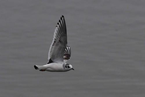 Mouette pygmée (1ère année)