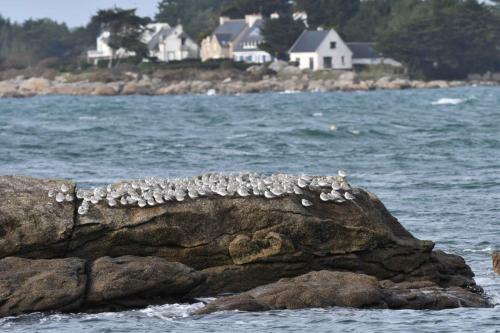 Bécasseaux sanderlings