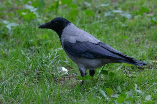Corneille mantelée