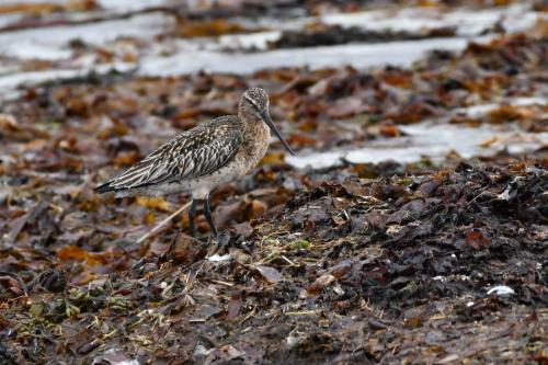 Barge rousse, femelle