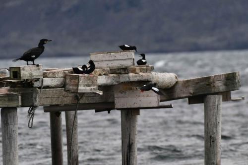 Guillemots à miroir, grand cormoran