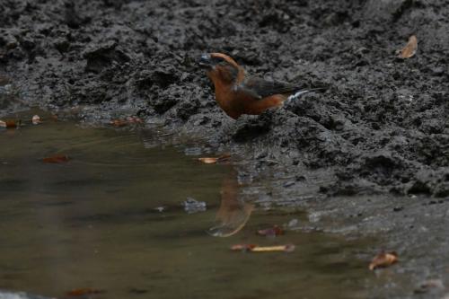 Bec-croisé des sapins