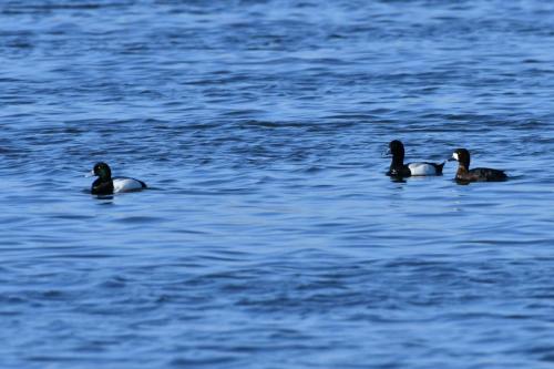 Fuligules milouinans