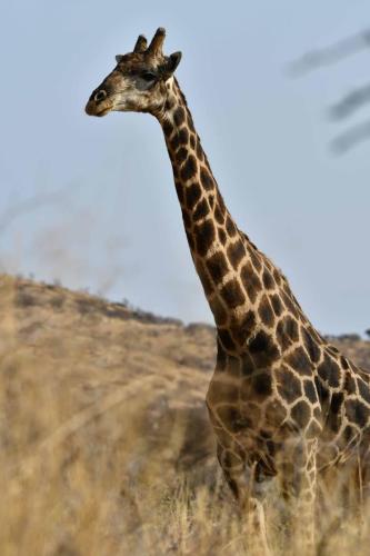 Girafe