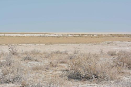 sur le bord du Pan, immense dépression (5000 km2) parfois inondée