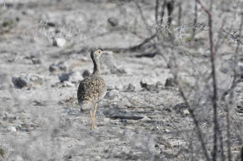 Outarde à miroir blanc (femelle)