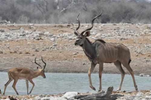 Impala à face noire et Koudou du Zambèze