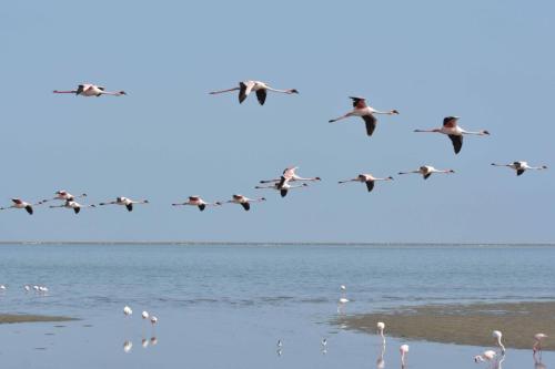 Flamants nains
