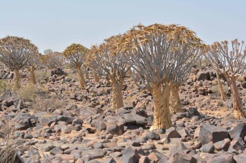 Quiver tree forest