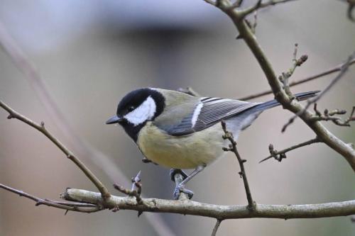Mésange charbonnière