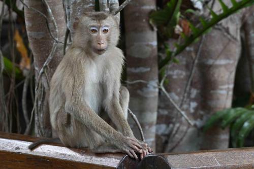 Macaque de Birmanie