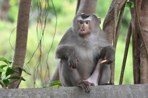 Macaque de Birmanie dégustant les gateaux qu'il vient de nous voler...