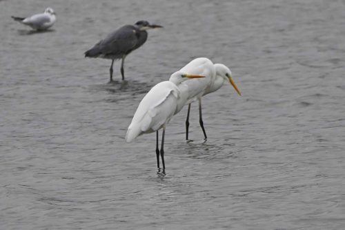 Grandes aigrettes et héron cendré