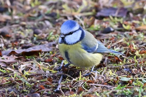 Mésange bleue