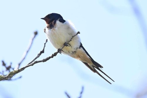 Hirondelle rustique