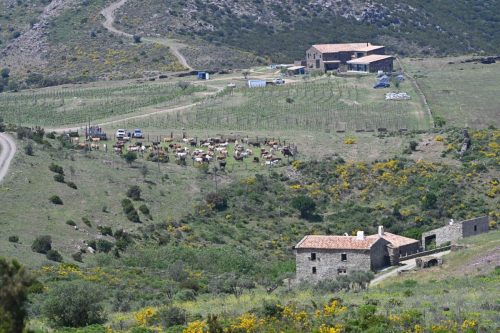 Pla de Can Causa et Mas dels Arbres